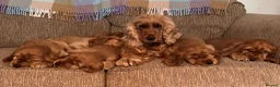 Cocker Spaniel dogs for sale: Cocker Spaniel (show), KC Registered, Solid Golden in Ringwood - Advert 1
