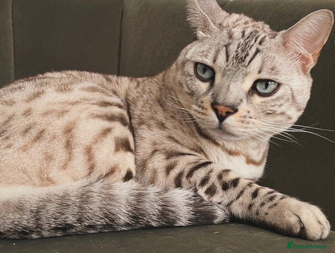 Bengal cats Beautiful Bengal Boy - Advert 16