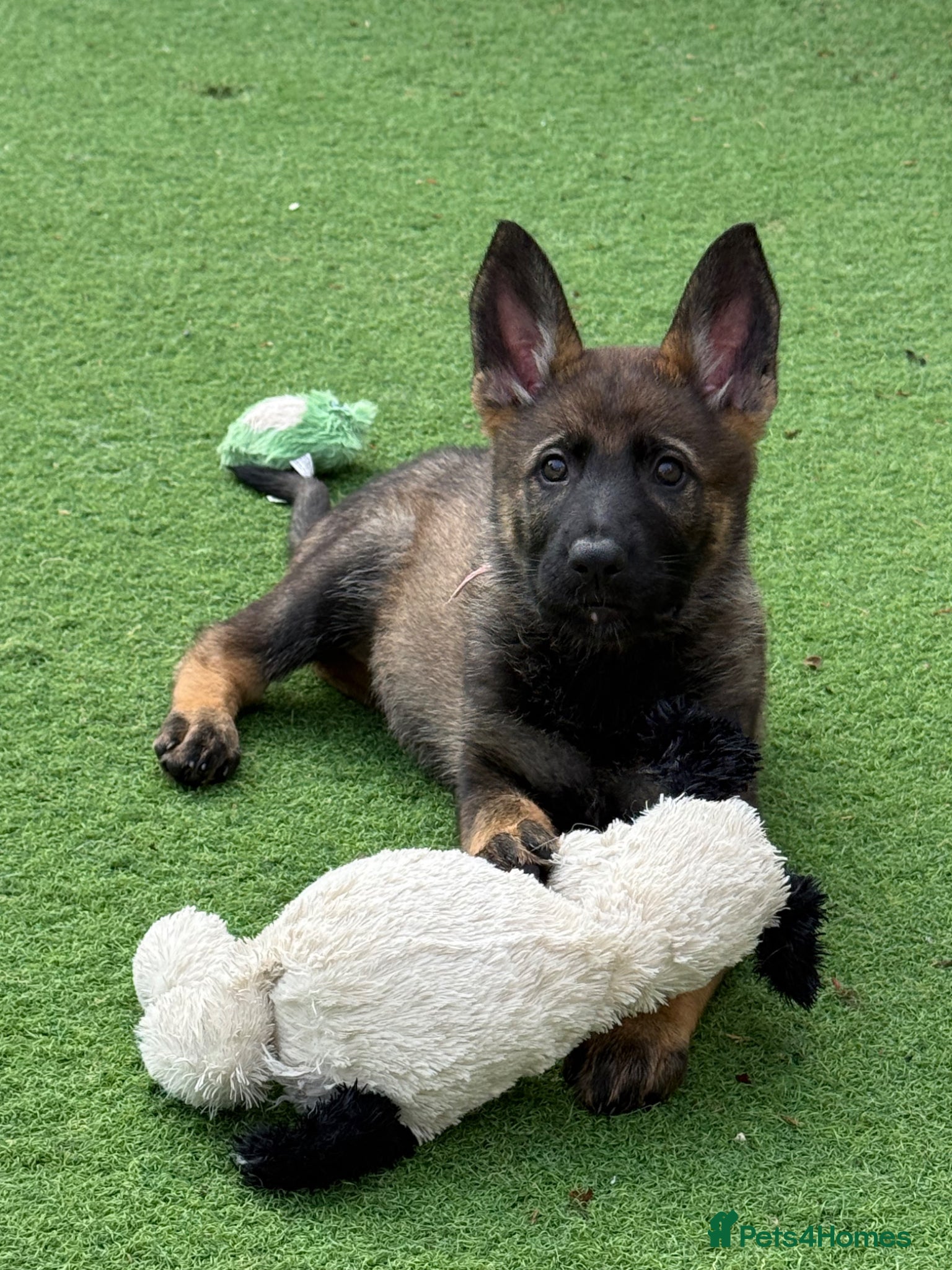 German Shepherd dogs Exceptional KC Reg Czech Working Line GSD Puppies - Advert 2