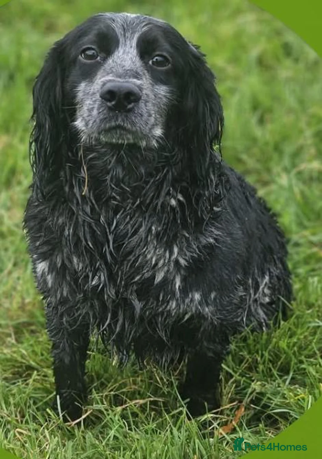 Cocker Spaniel dogs for sale: Working cocker spaniels  in Rochester - Advert 7
