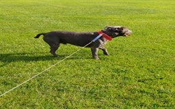Staffordshire Bull Terrier dogs for stud: Staffordshire bull terrier   - Image 3
