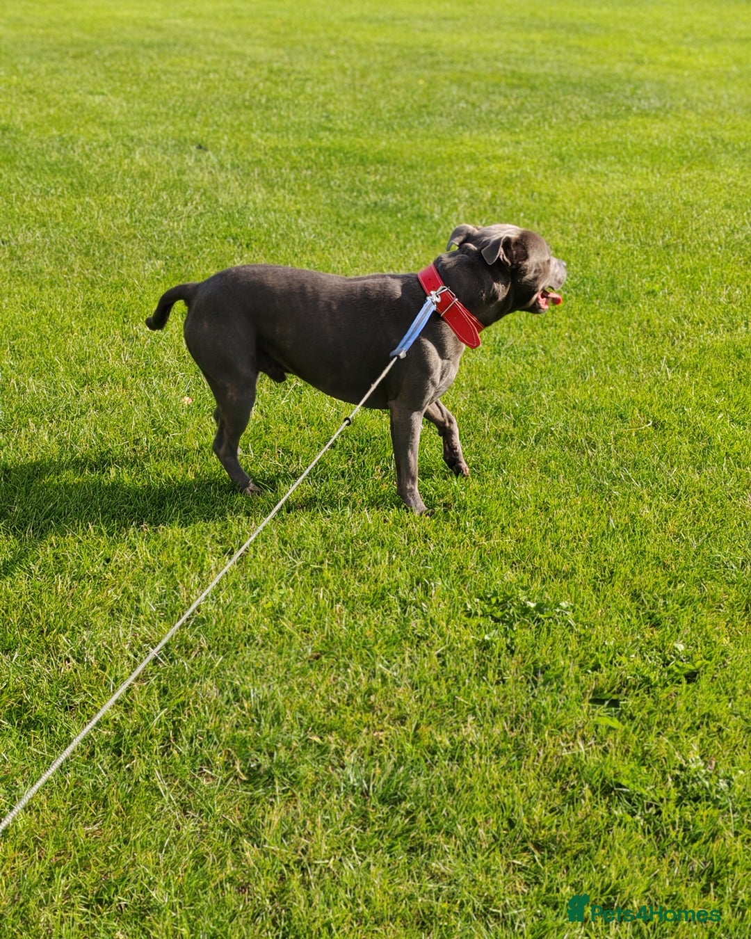 Staffordshire Bull Terrier dogs for stud: Staffordshire bull terrier   - Image 3