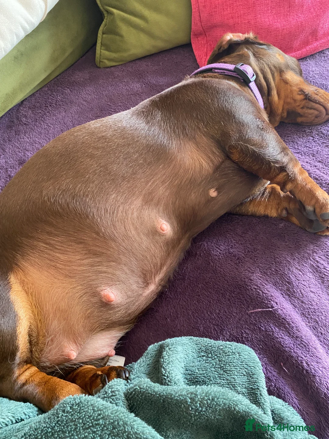 Miniature Dachshund dogs for sale: Waiting List  - Advert 2