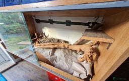 Corn Snake reptiles for sale: Free cornsnake needs rehoming - Image 2