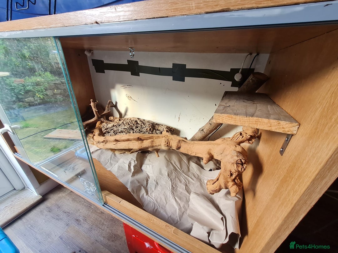 Corn Snake reptiles for sale: Free cornsnake needs rehoming - Image 2