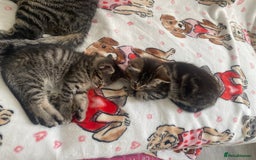 Mixed Breed cats for sale: Sweet Little Kittens Searching for Forever Home - Image 4