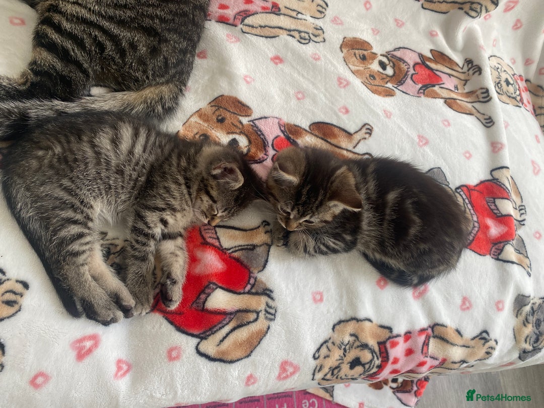 Mixed Breed cats for sale: Sweet Little Kittens Searching for Forever Home - Image 4