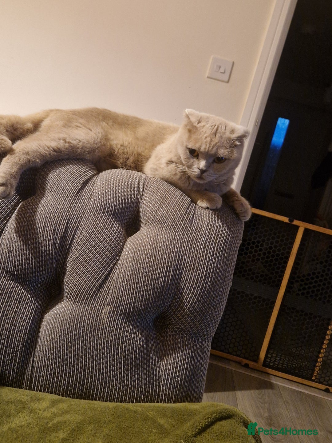 Scottish Fold cats for sale: Scottish fold kittens - Image 3