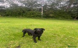 Goldador dogs for sale: Shep  - Image 8