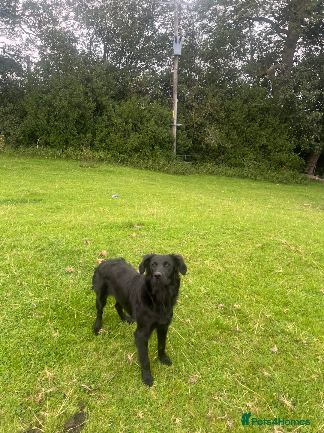 Goldador dogs for sale: Shep  - Image 8