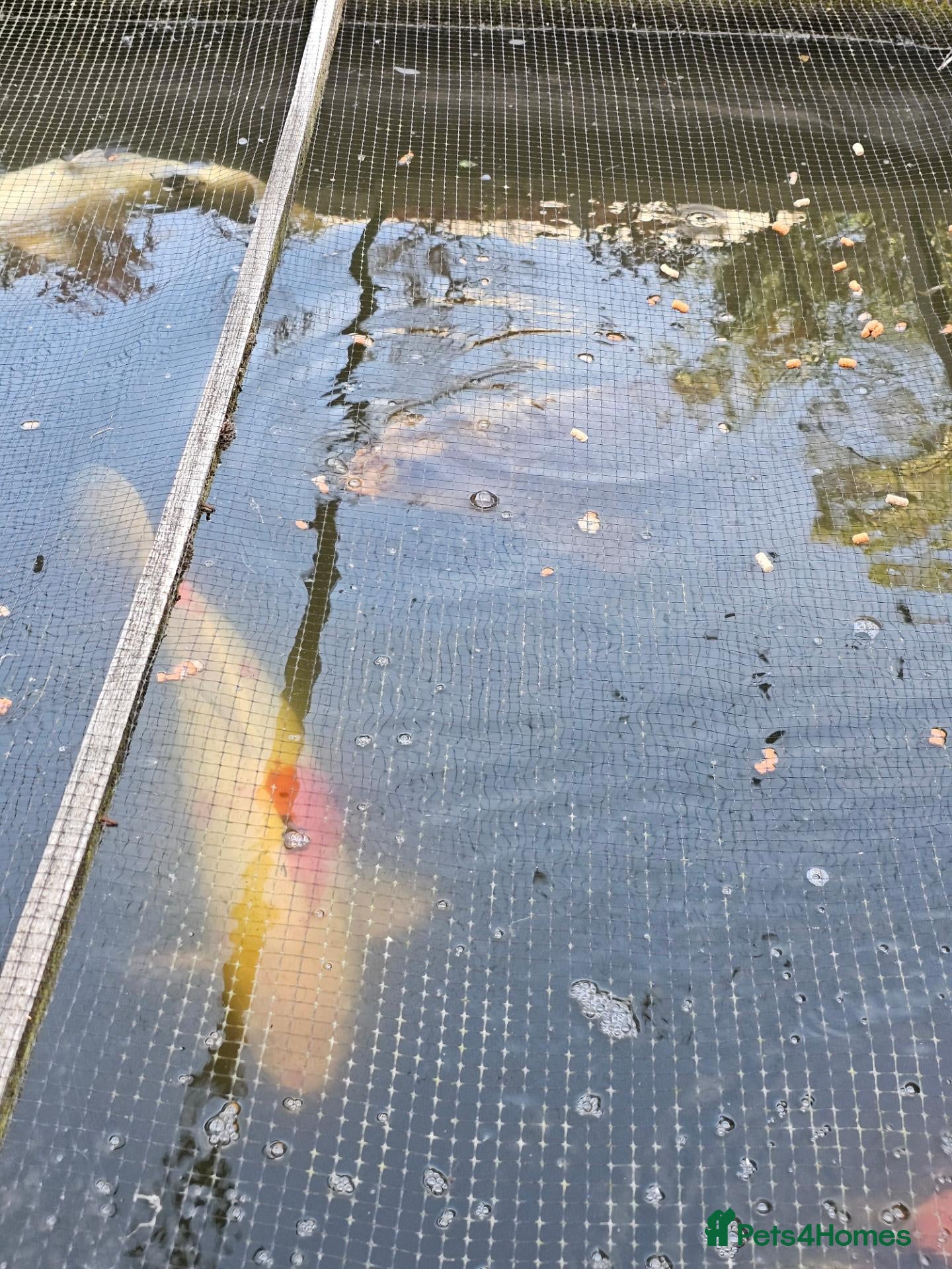 Koi Carp fish KioCarp  - Advert 2