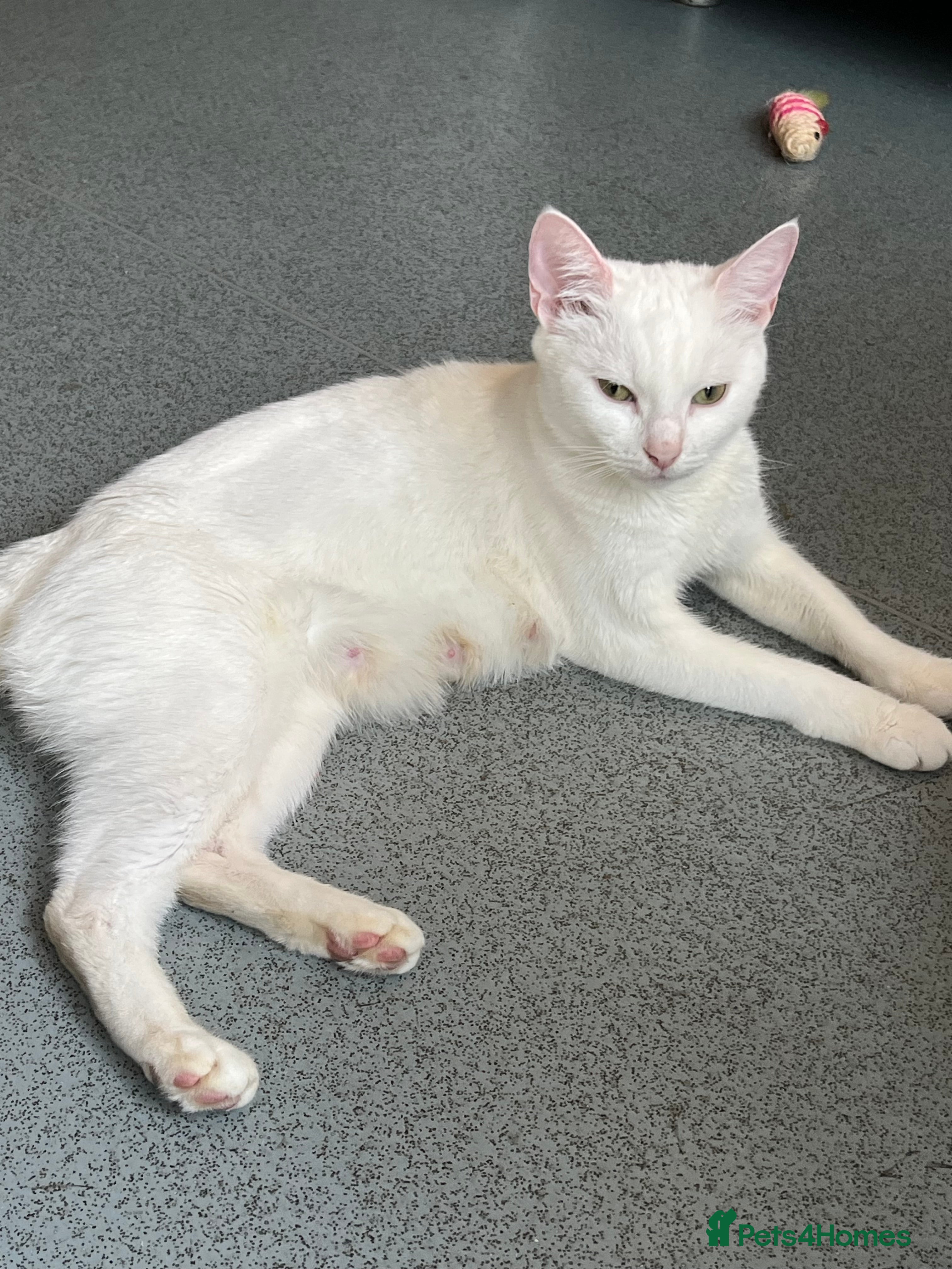 Turkish Angora cats Turkish Angola white kittens  - Advert 3