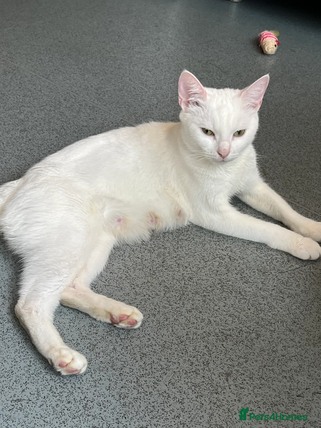 Turkish Angora cats for sale: Turkish Angola white kittens  - Advert 1