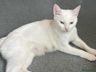 Turkish Angora cats Turkish Angola white kittens - Advert 3