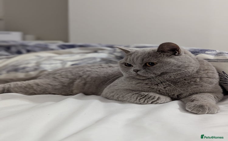 British Shorthair cats in Derby - Advert 7