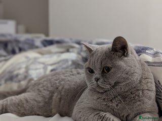 British Shorthair cats in Derby - Advert 12
