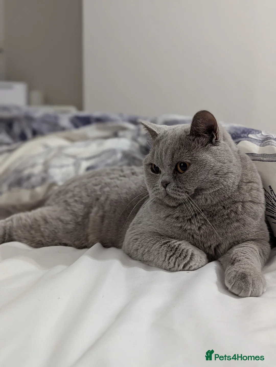 British Shorthair cats for stud: GCCF British Shorthair Studs Available  in Derby - Advert 1