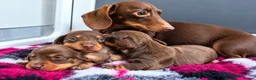 Miniature Dachshund dogs for sale: Exquisite mini L/H chocolate/cream 5* licensed  - Advert 10
