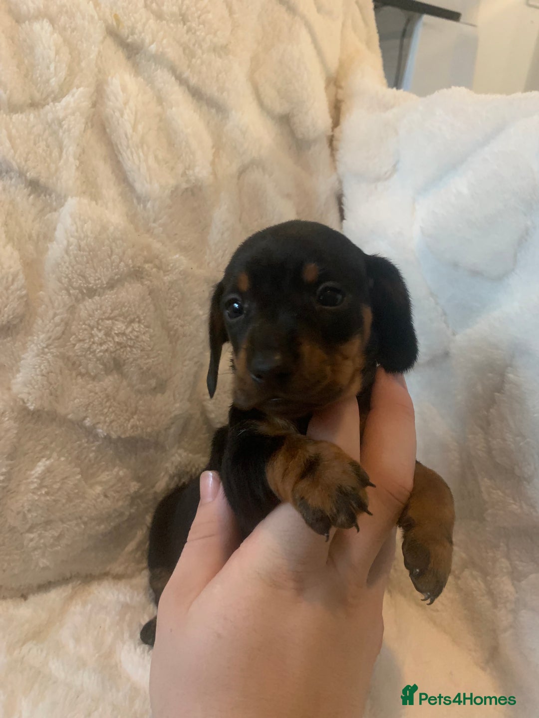 Miniature Dachshund dogs for sale: Miniature dashound  - Advert 5