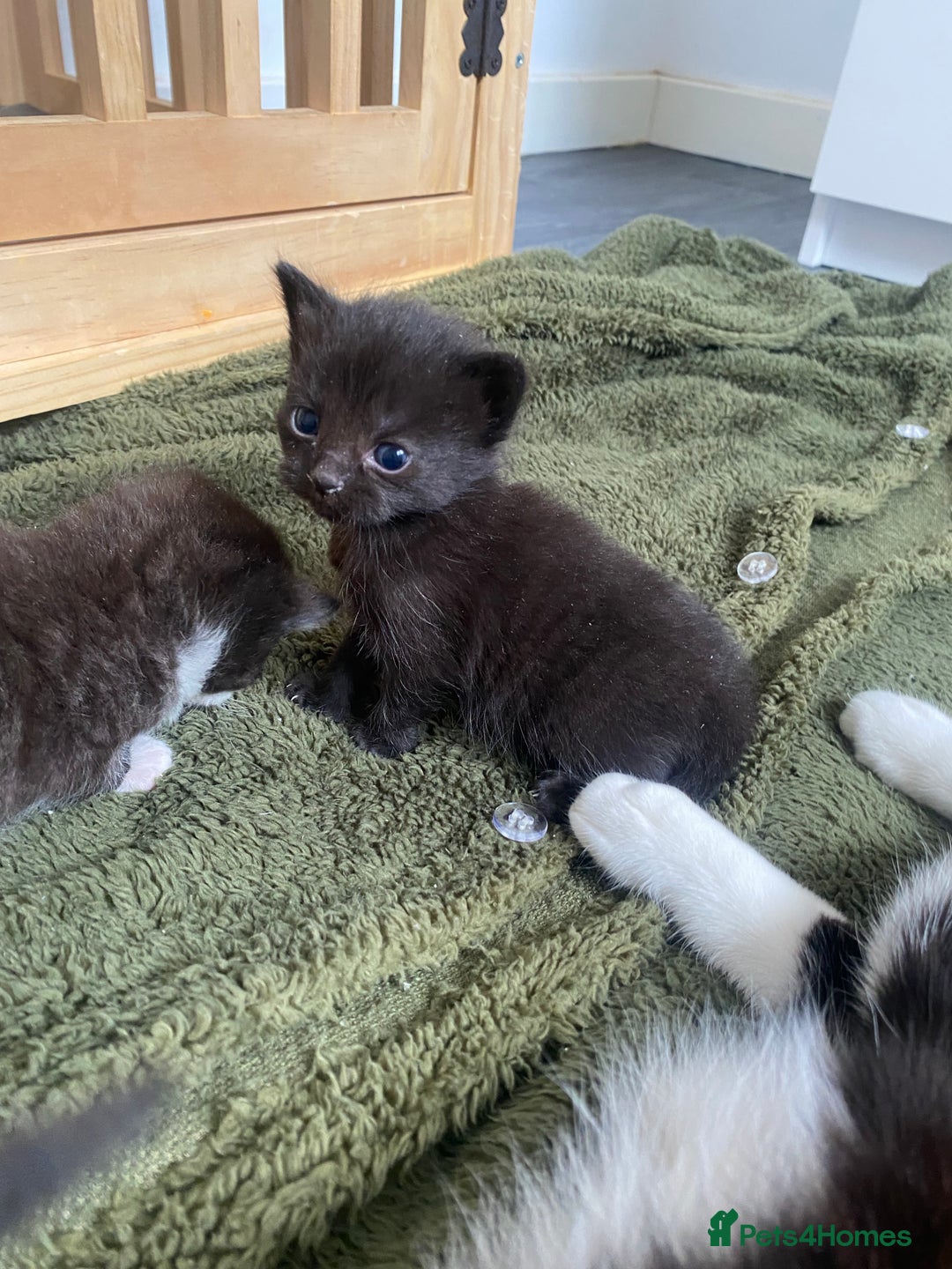Mixed Breed cats for sale: 2 Black Kitten available 1 black and white  - Image 6