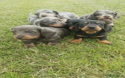 Miniature Dachshund dogs for sale: Miniature Dachshund Puppies  - Image 2