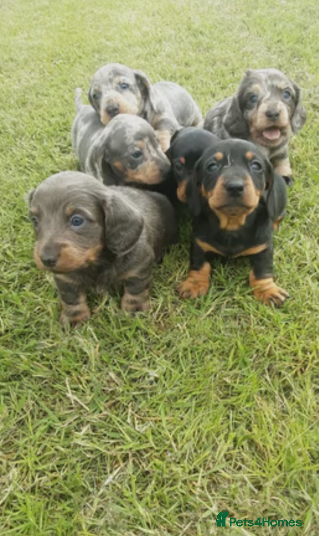 Miniature Dachshund dogs for sale: Miniature Dachshund Puppies  - Image 2