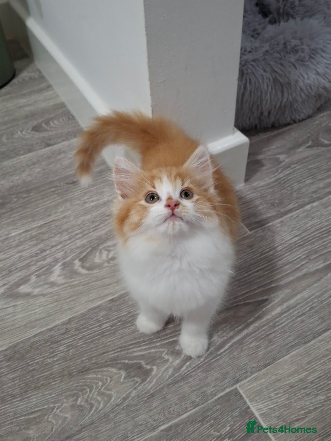 Maine Coon cats for sale: Beautiful Part Maine Coon/Ragdoll Long Haired Male - Advert 24