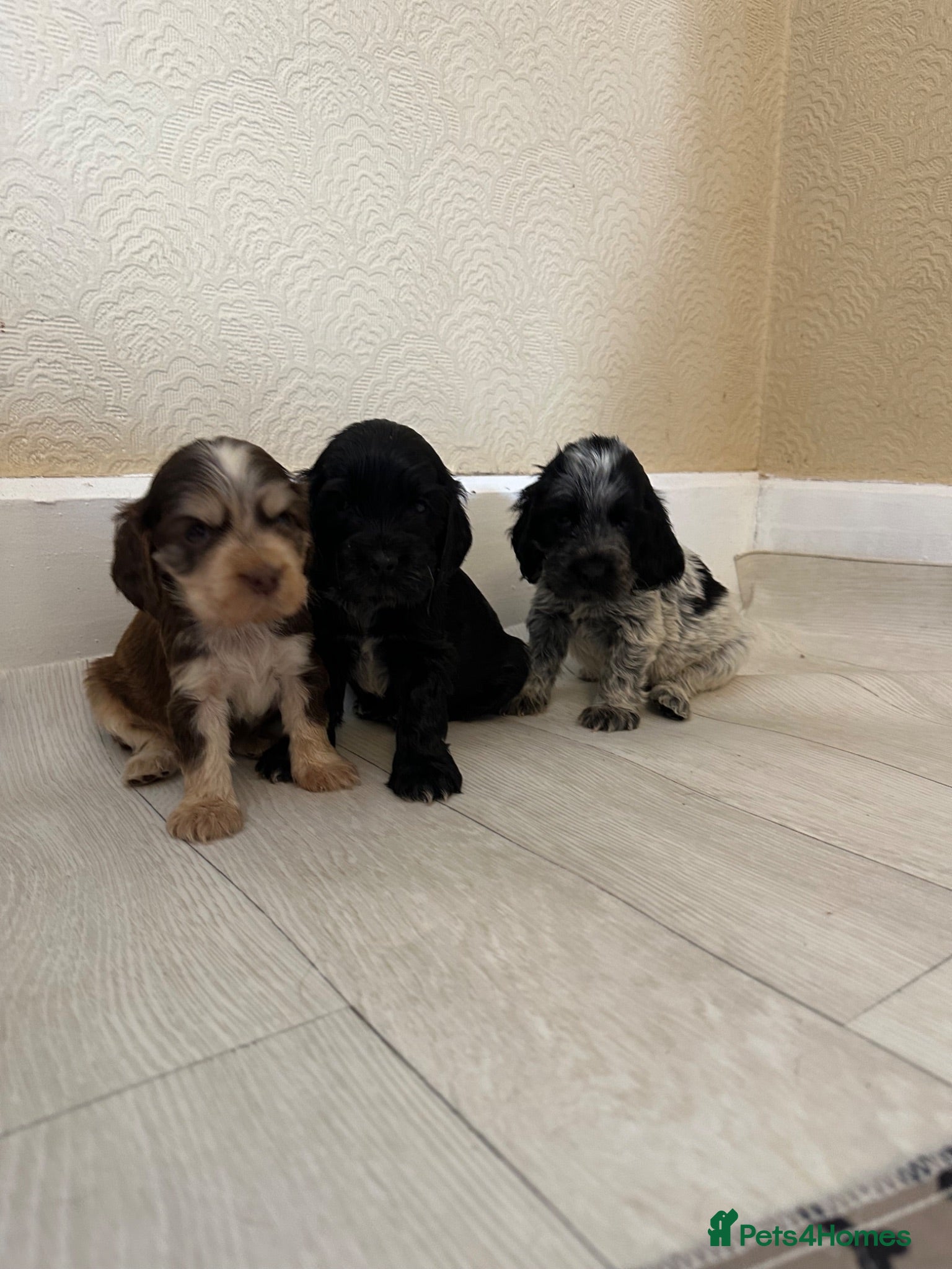 Cocker Spaniel dogs Rizi Bizi sired, Kc registered & health tested - Advert 2