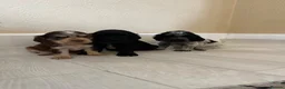 Cocker Spaniel dogs for sale: Rizi Bizi sired, Kc registered & health tested - Advert 2