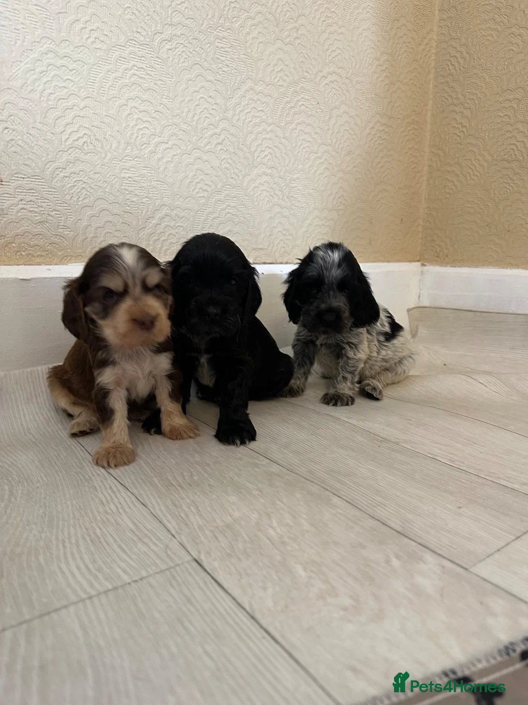 Cocker Spaniel dogs for sale: Rizi Bizi sired, Kc registered & health tested - Advert 2