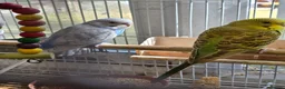 Budgerigars birds for sale: Beautiful Baby Budgies - Advert 6
