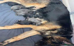 German Shepherd dogs for sale: German shepherd puppies  - Image 32