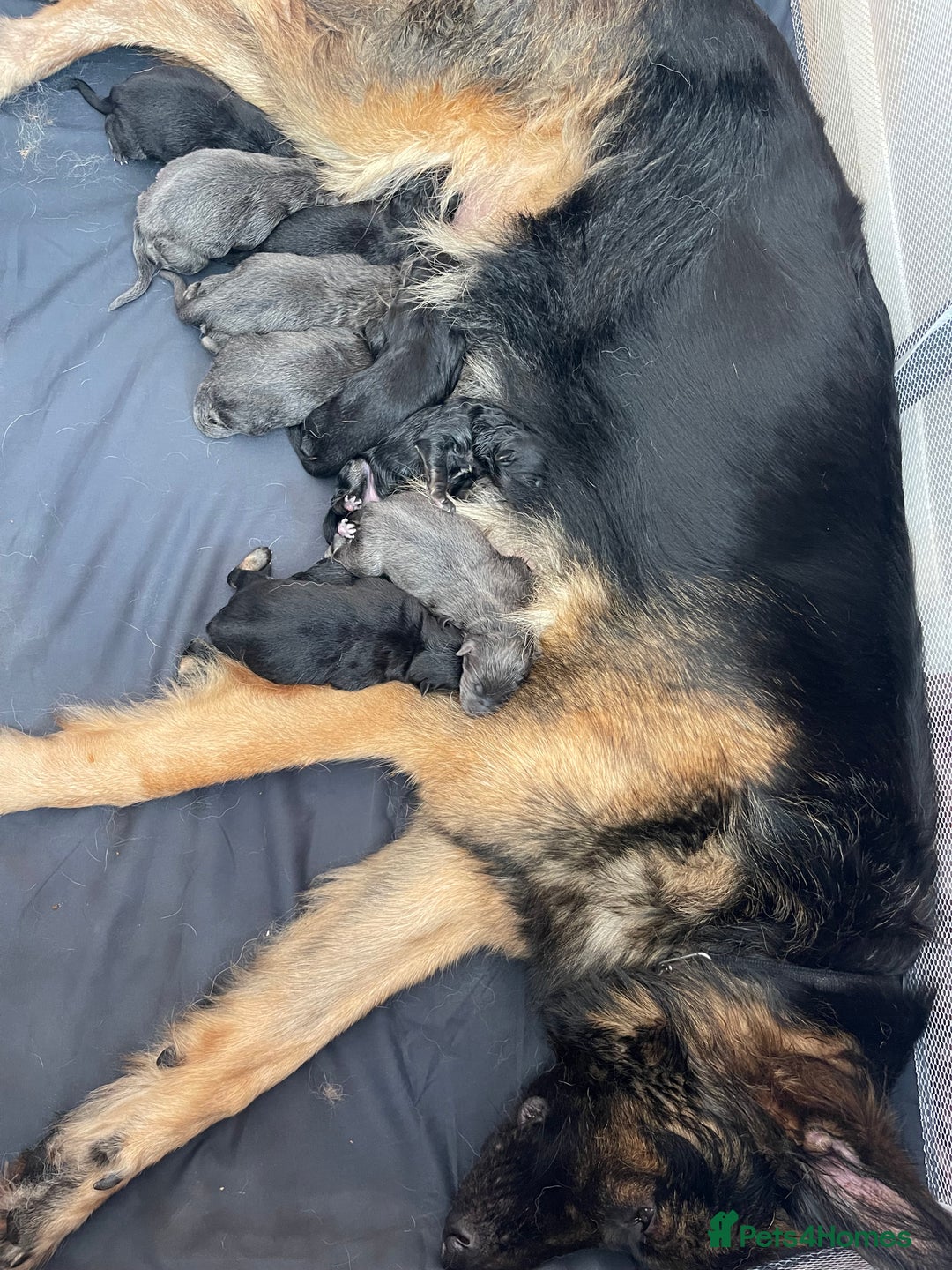 German Shepherd dogs for sale: German shepherd puppies  - Image 32
