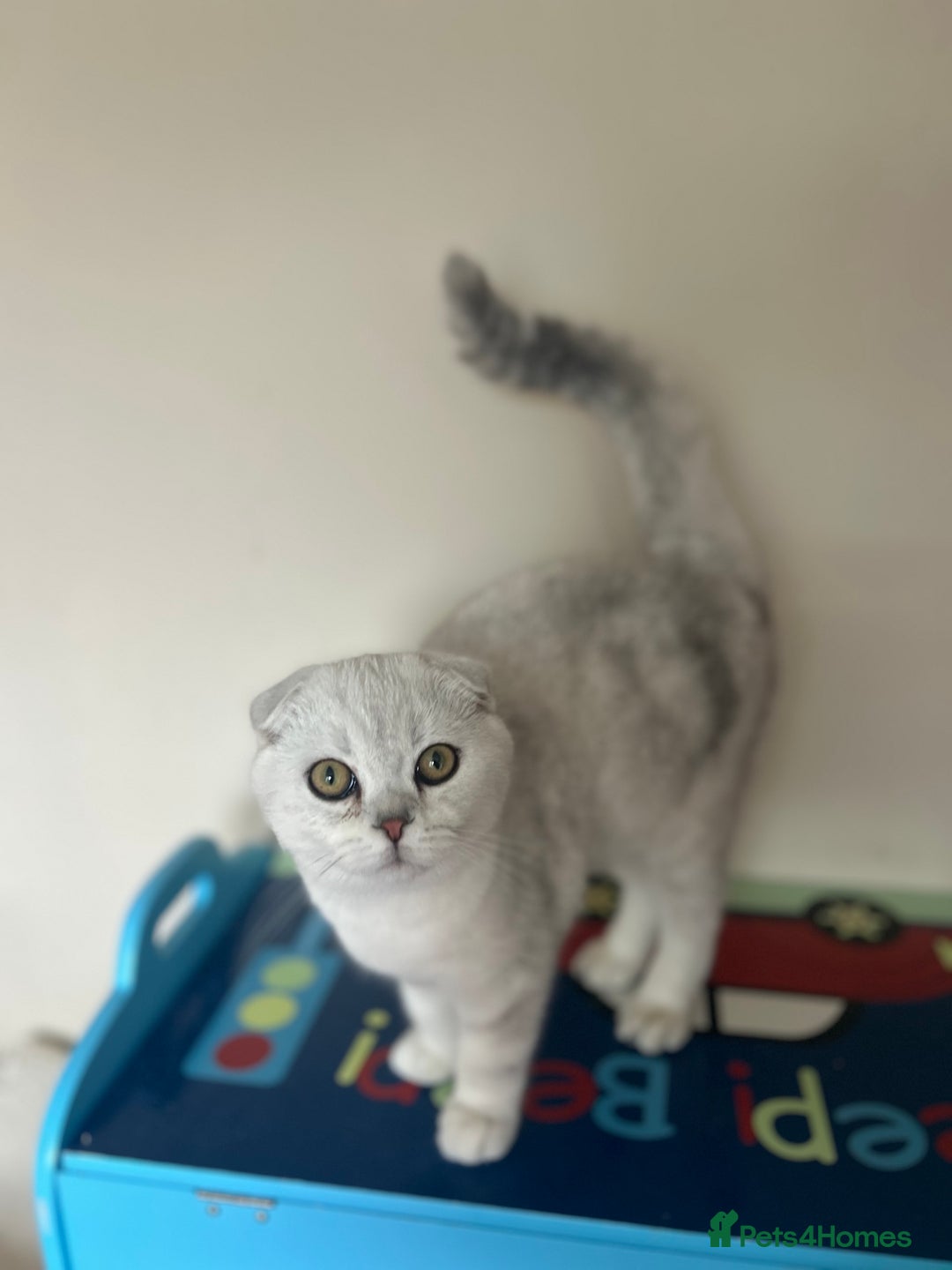 Scottish Fold cats for sale: Kittens Ready for Their Forever Homes - Image 29