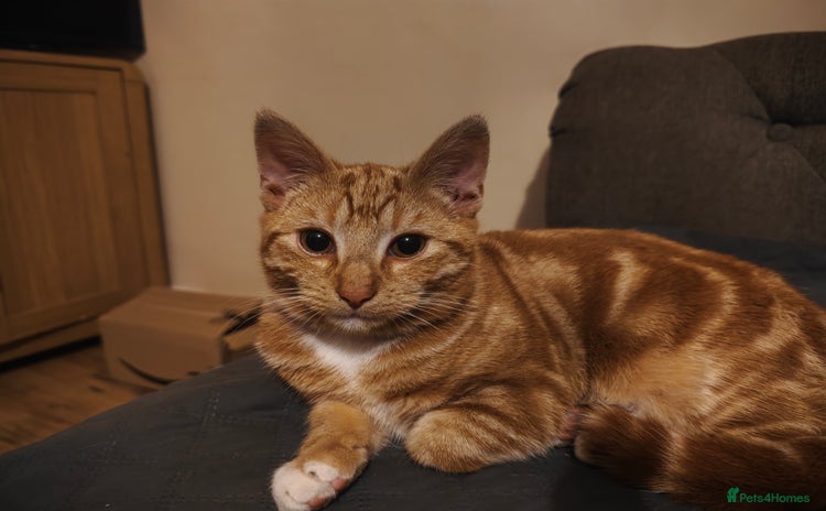 Domestic Shorthair cats - Advert 4