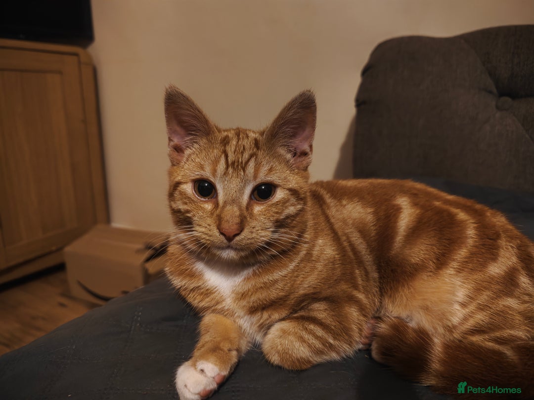 Domestic Shorthair cats for sale: tabby kitten  - Image 1