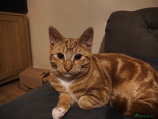 Domestic Shorthair cats - Advert 1