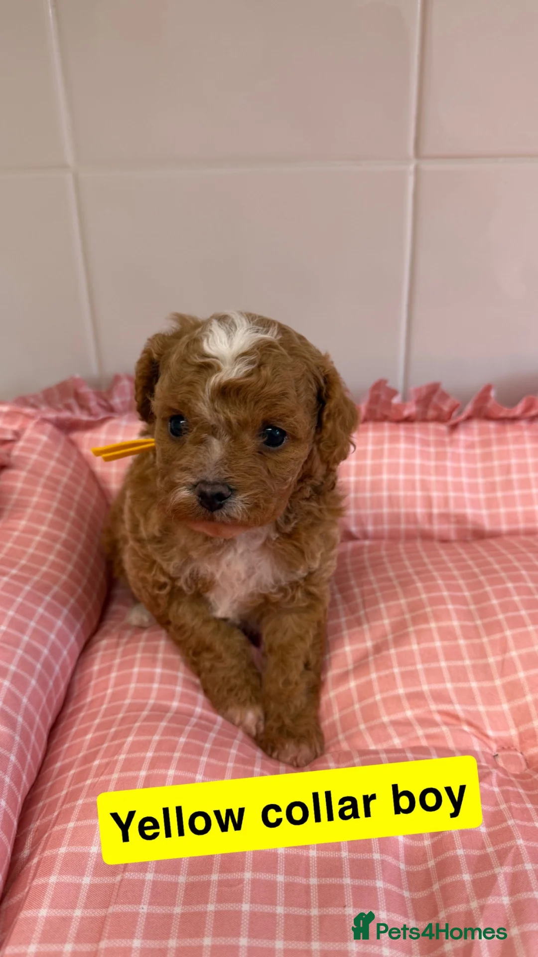 Cavapoochon dogs for sale: 🐾 8 Beautiful Cavapoochon Puppies - Advert 1