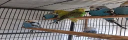 Budgerigars birds for sale: Exhibition Type Budgerigars - Advert 5