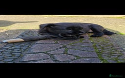 Mixed Breed dogs for sale: Gorgeous Border/Patterdale bitch - Image 5