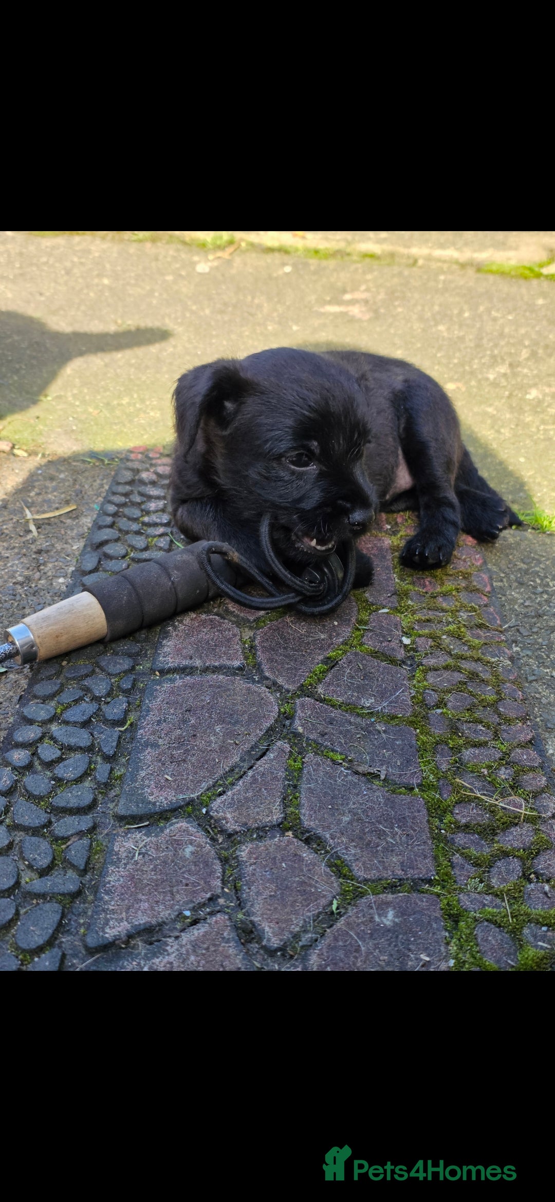 Mixed Breed dogs for sale: Gorgeous Border/Patterdale bitch - Image 5