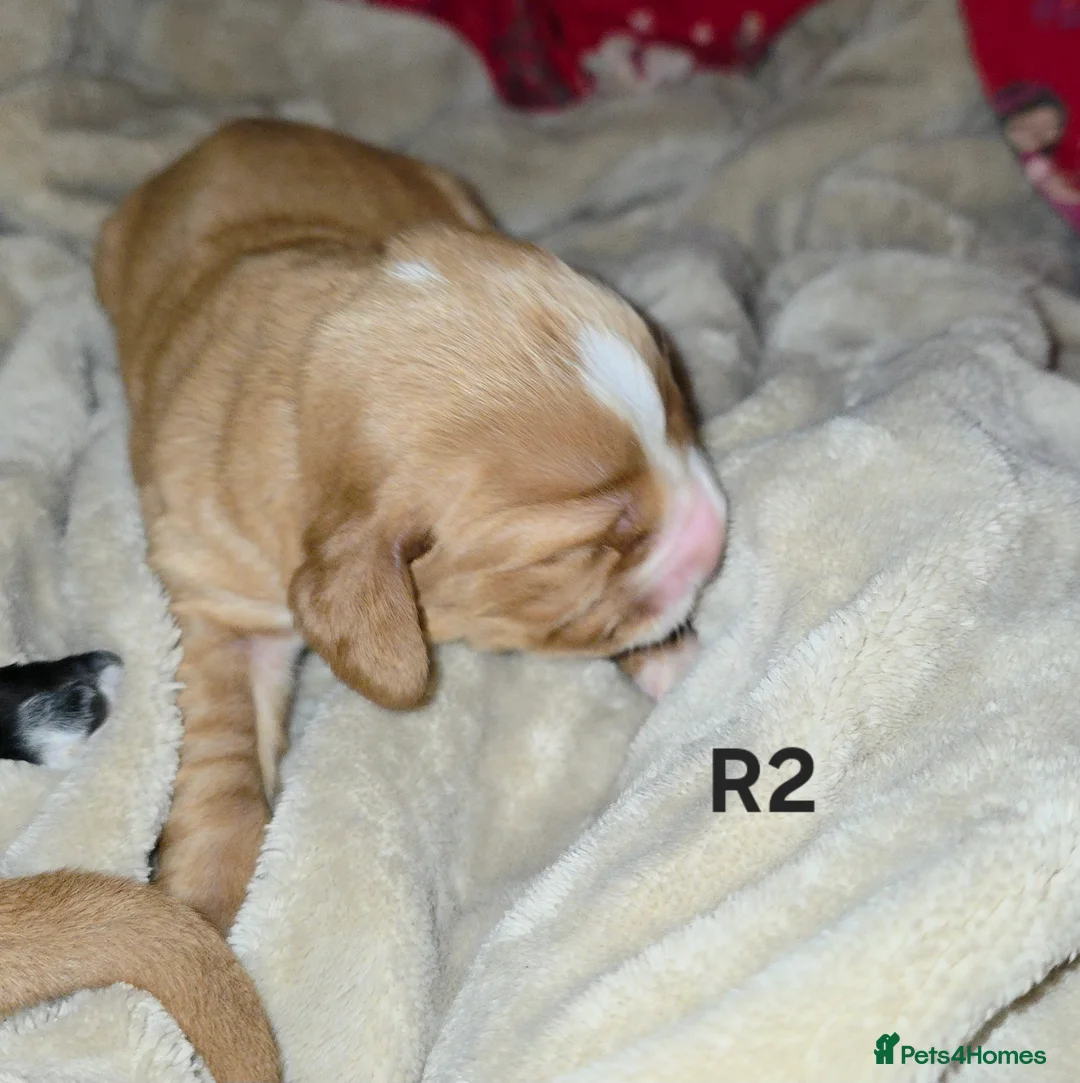 Cocker Spaniel dogs for sale: Cocker spaniel pups ready NEXT WEEK - Advert 34