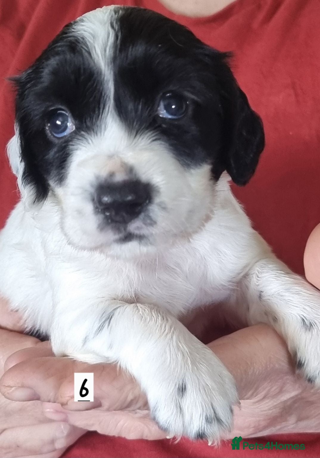 Cocker Spaniel dogs Cocker spaniel pups - Advert 2