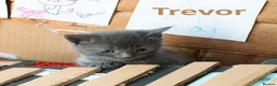 Russian Blue cats for sale: Russian Blue Cross Boy Kitten – Trevor - Advert 15