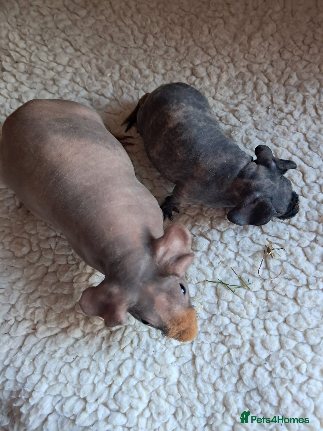 Guinea Pig rodents for sale: BEAUTIFUL MOTHER AND BABY DAUGHTER SKINNY PIGS.  - Advert 7