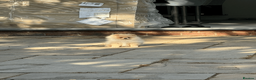 Pomeranian dogs for sale: KC Pomeranian Pups - Exceptional Russian Lines in Liverpool - Advert 9