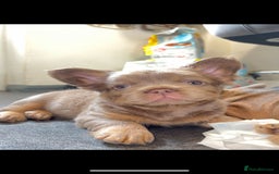 French Bulldog dogs for sale: Teddy bear floodle  - Image 19