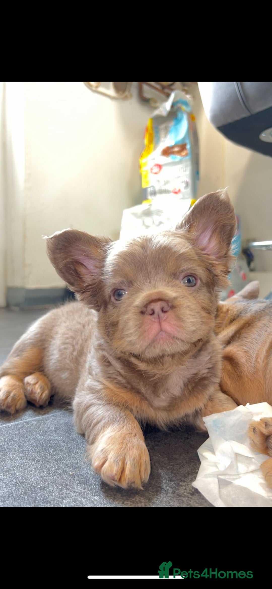 French Bulldog dogs for sale: Teddy bear floodle  - Image 19