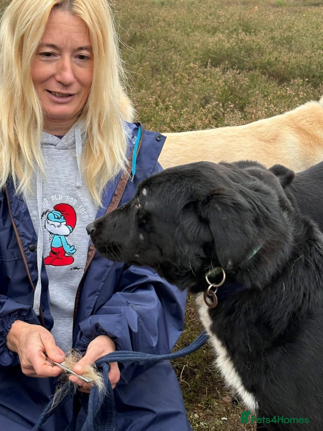 Mixed Breed dogs for adoption: Sisco - Norwich Norfolk  - Advert 7