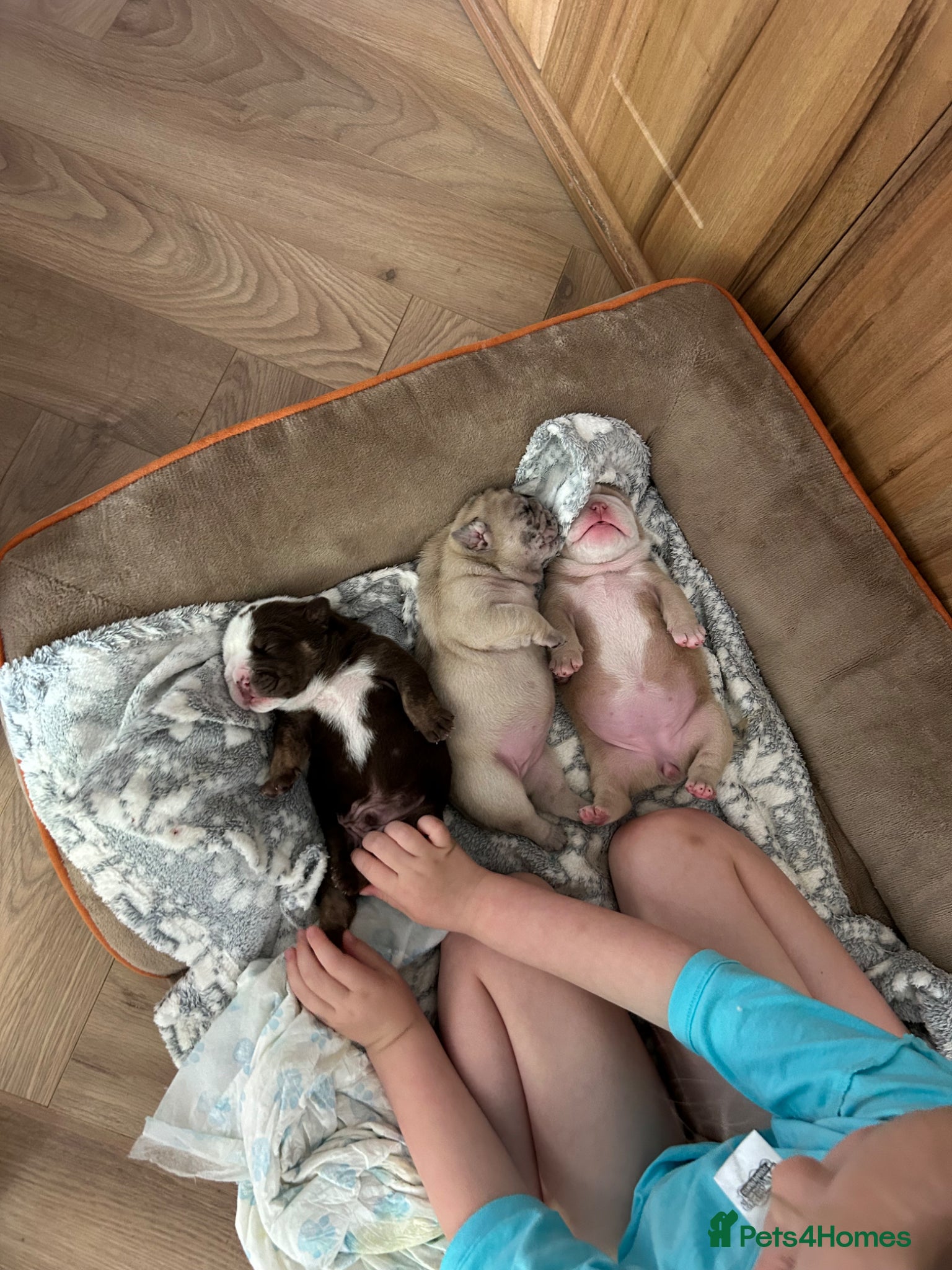 English Bulldog dogs for sale: Beautiful little of 3 English bulldogs  in Consett - Advert 1